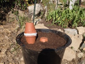 A small Olla